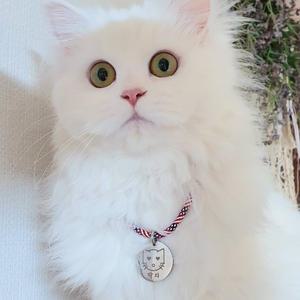 일러스트 써지컬 고양이 이름표 인식표 목걸이