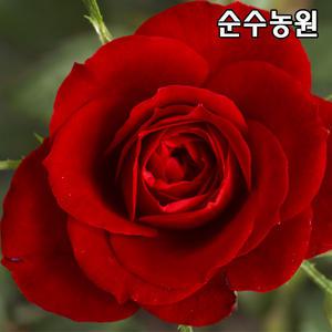 유럽사계땅장미 묘목, 오클라호마 개화주 포트1개/꽃나무