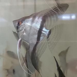 [신세계수족관] 엔젤피쉬 1마리