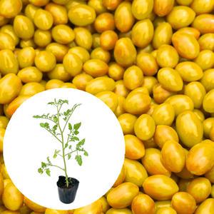 [장미농원] 대추방울토마토(노랑) 모종