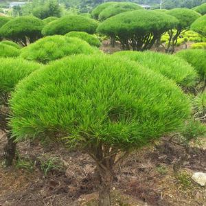 소나무 묘목(반송) W30~40cm 분묘1개