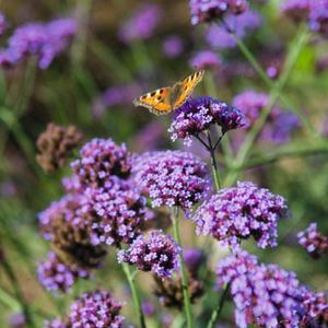 버들마편초(숙근버베나) 10cm포트 5개