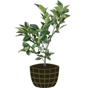 3년생 네블오렌지 묘목 제주도 직발송 배꼽 오렌지