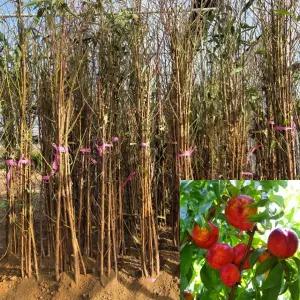 신비복숭아나무 묘목 (접목1년생) 특묘 천도복숭아