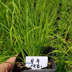 [모종모종]부추 모종 (큰컵)조선 부추(얇고 키작은 부추)