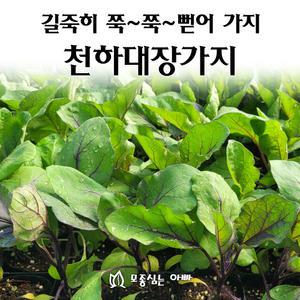 [모종심는아빠] 길죽히 쭉쭉 뻗어가지 천하대장가지