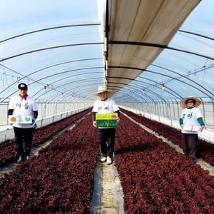 [매일수확 싱싱한 상추] 가족愛농장 청상추 1kg/2kg