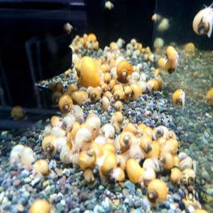 골드아쿠아 애플 스네일 10마리