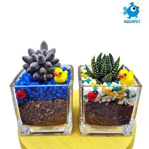 다육이 키우기 유리사각6x6 A형 테라리움 DIY키트 세트