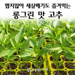 [모종심는아빠] 맵지않아 세살배기도 즐겨먹는 롱그린맛고추 모종3개