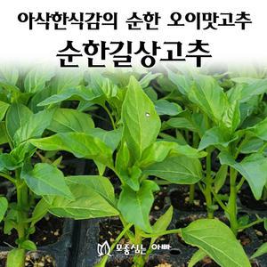 [모종심는아빠] 아삭한식감과 순한 오이맛이 나는 순한길상고추 모종3개