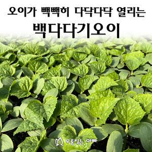 [모종심는아빠] 다닥다닥 열리는 백다다기오이 모종3개