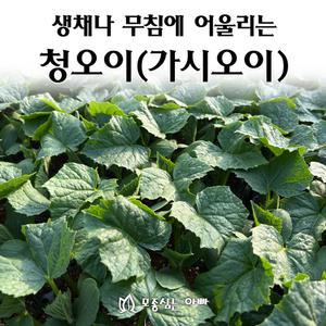 [모종심는아빠] 생채나 무침에 어울리는 청오이 모종3개