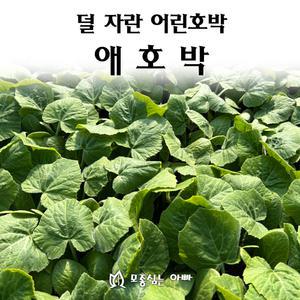 [모종심는아빠] 덜 자란 어린호박 애호박 모종3개