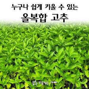 [모종심는아빠] 누구나 키울 수 있는 올복합 고추 모종72개(트레이한판)