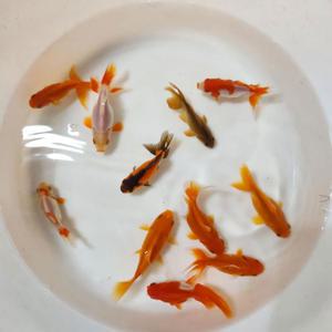 중형금붕어 4마리 + 전용먹이