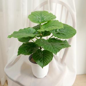 갑조네 휘커스 움베르타(중품)