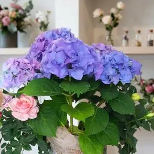 [목하원예조경]정원수국 엔들레스썸머 수국 (오리지널)4치장 포트 묘목 노지월동 정원용 조경나무