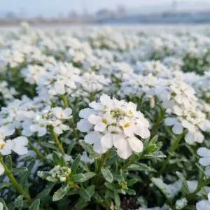 [목하원예조경]눈꽃 이베리스 포트 묘목 하얀 백설공주 봄꽃 나무 야생화 정원조경 노지월동 초화 모종