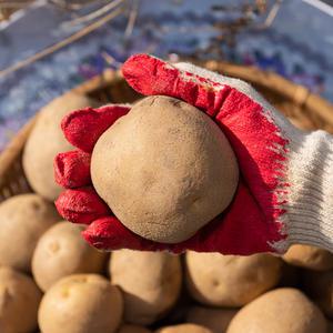 [대한민국농수산] 포슬포슬 국내산 햇감자 수미감자