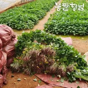 꿀고구마모종 1kg 고구마순 신품종 해남농장