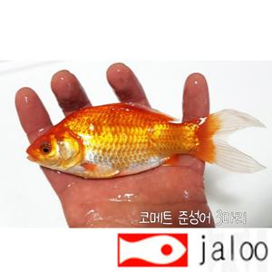 생먹이 자루 코메트 준성어 10센티급 3마리  관상용 체험용 전시용 금붕어