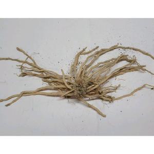 2년생 아스파라거스모종 소묘 중묘 10주(10포기) 아스파라거스종근