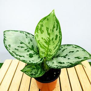 에덴플랜트 아글레오네마 그린아트 지름10cm포트 공기정화 수경재배 아글라오네마