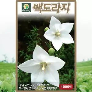 다농 백도라지 씨앗 1000립 흰 도라지씨 약초 종자