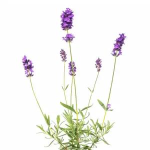 갑조네 잉글리쉬라벤더 소품