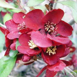 명자나무 묘목(흑광) H60cm내외 분묘1개