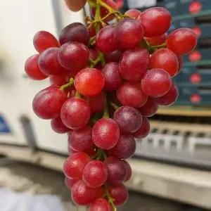 썬리지 고당도 잭살룻 적포도 캔디하트 900g 1.8kg