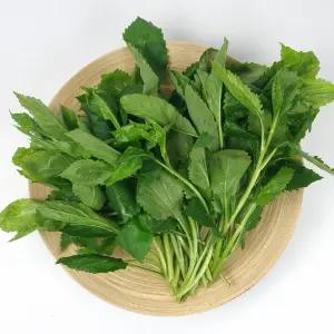 전남 고흥 햇 생 햇 취나물 4kg 당일수확