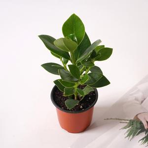 크루시아 키우기쉬운 식물 실내공기정화식물 몬스테라 소형 모종 포트