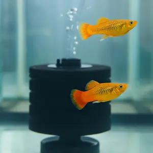 베어리어터스 플래티 10마리