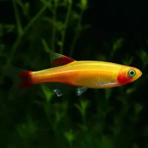 골든 백운산 10마리