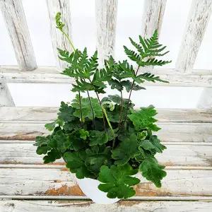 에덴플랜트 안테나 고사리 (지름 10Cm포트) 하늘고사리 안테나펀 양치식물
