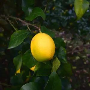 제주 레몬 1.5kg 내외 1박스 국내산 팬시 레몬 GAP 무왁스 무방부제