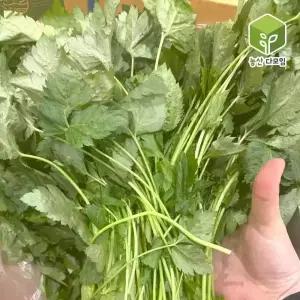 국내산 참나물 4kg