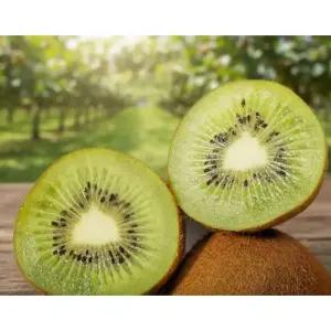 동명 제주 참다래 그린 키위 골드키위 2025년