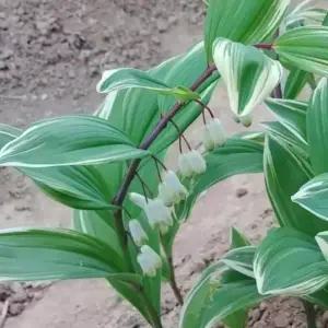 [나무생각]착한가격 나무생각 / 둥글레 / 포트묘 / 10주