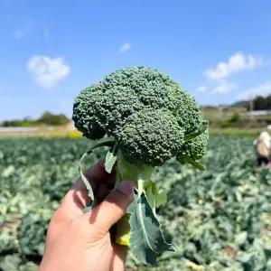 제주 유기농 브로콜리 1kg