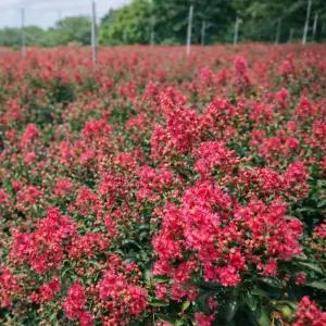 배롱나무 홍귀비 묘목 30cm전후 왜성배롱나무 백일홍
