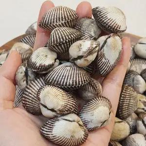 벌교 새꼬막 3kg(360~390미 내외)