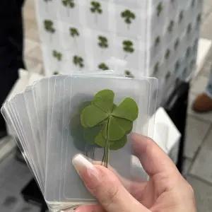 리온 네잎크로버 미니 네잎클로버 열쇠고리 카드 생화 투명