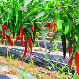 국내산 반홍 청양고추 상 10kg