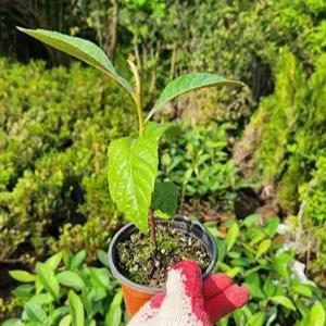 비파나무 / 4치 포트 유실수 조경수 꽃나무 묘목(TH)