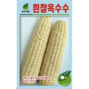 흰찰옥수수씨앗 80립 100립 150립 250립 백찰 대학찰 옥수수씨앗