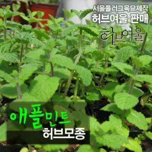 애플민트 (식용허브 허브티 모히토 노지월동) 허브모종 10개 (서울육묘생산 정품모종)