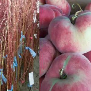 거반도 납작복숭아묘목 도넛피치 접목1년 2그루 dm262